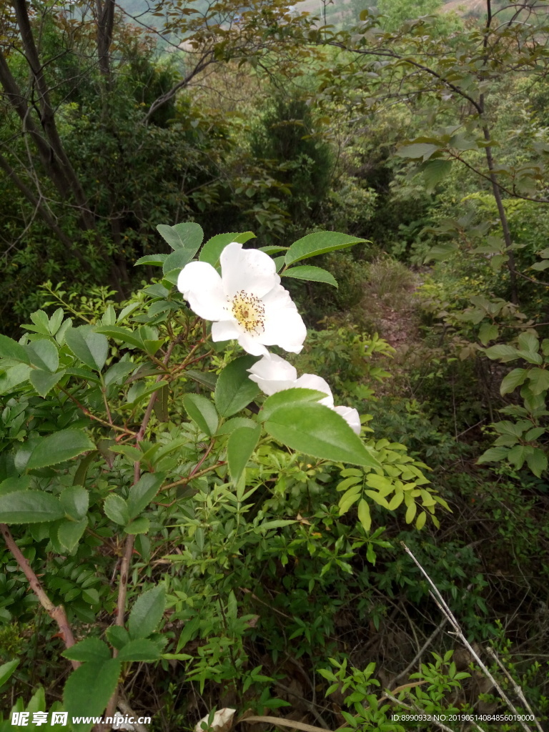 蔷薇科 白色小花