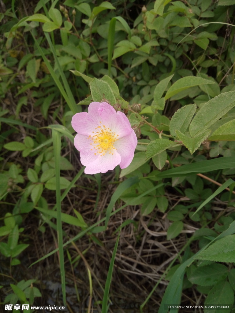 芍药花  野牡丹