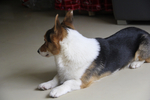 柯基犬