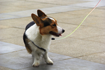 柯基犬