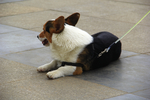 柯基犬