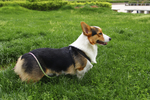 柯基犬