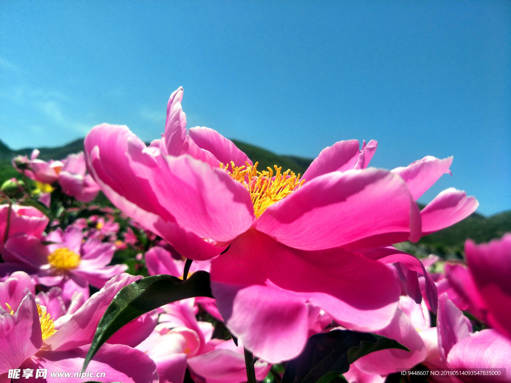 芍药花海