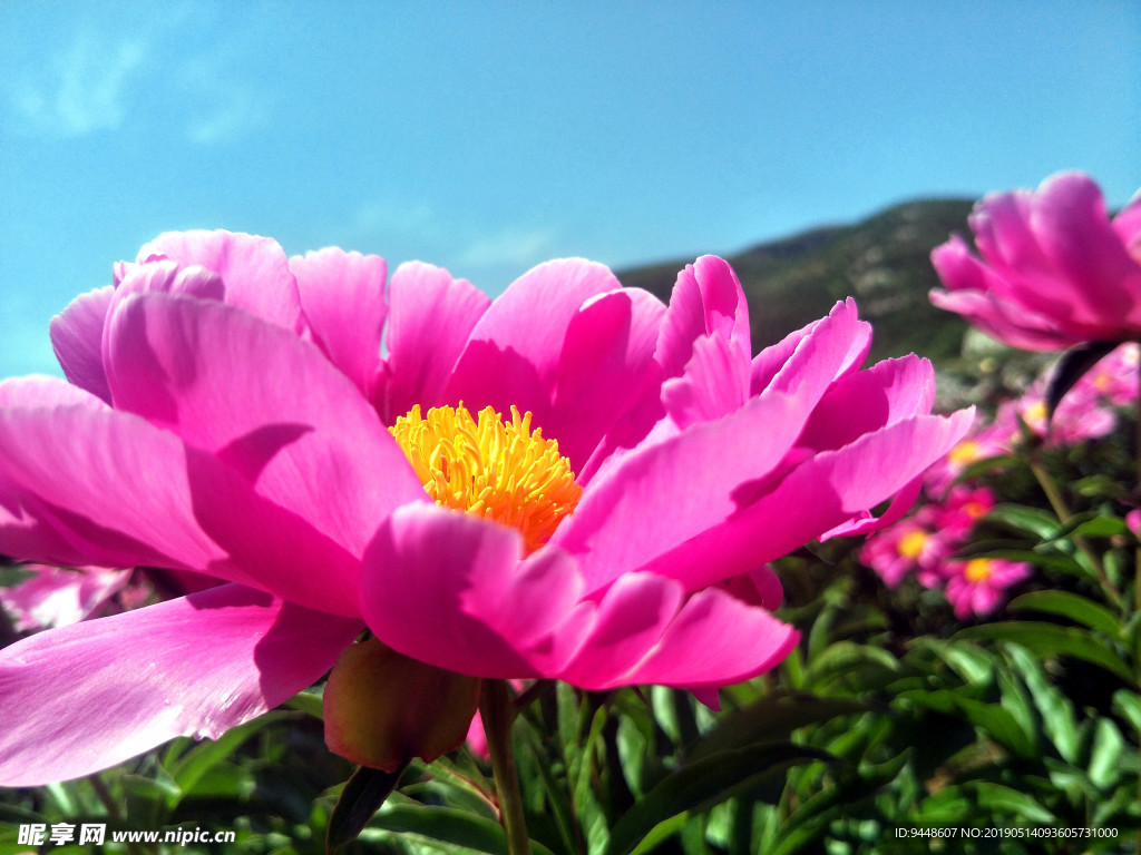 芍药花