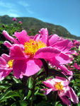 芍药花