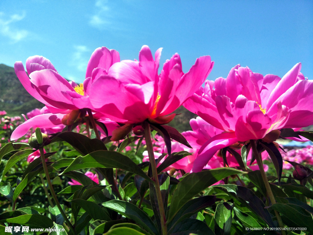 芍药花
