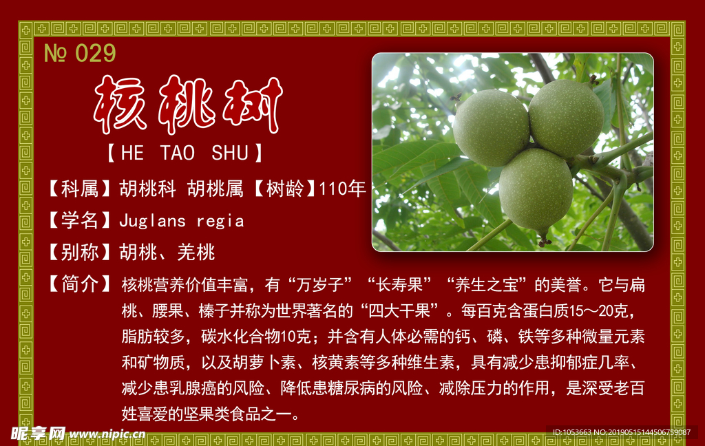 核桃树