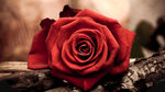 红色 玫瑰花 抠图 素材