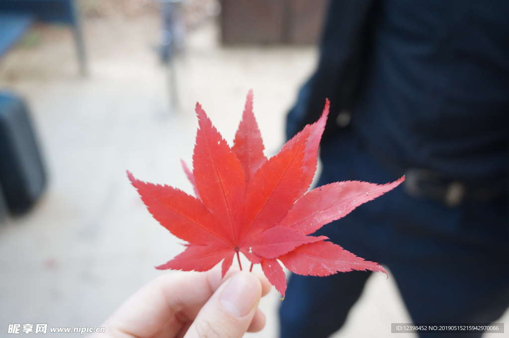 红枫