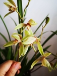 兰花