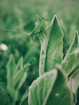 绿叶昆虫