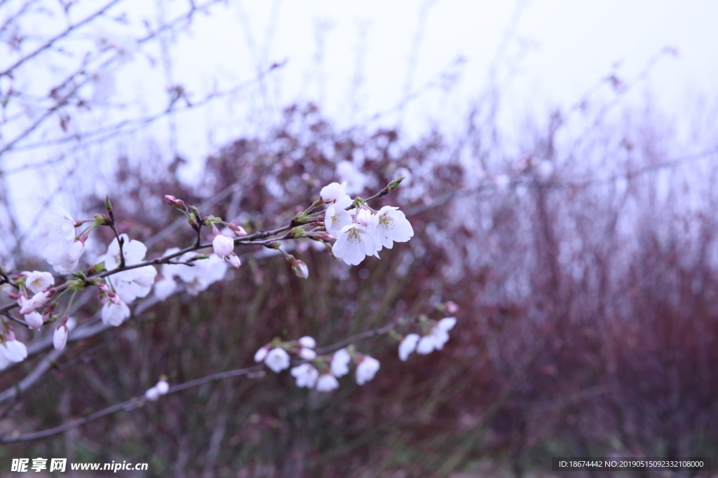 梅花