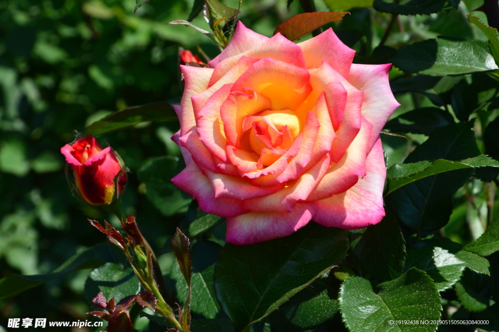 月季花