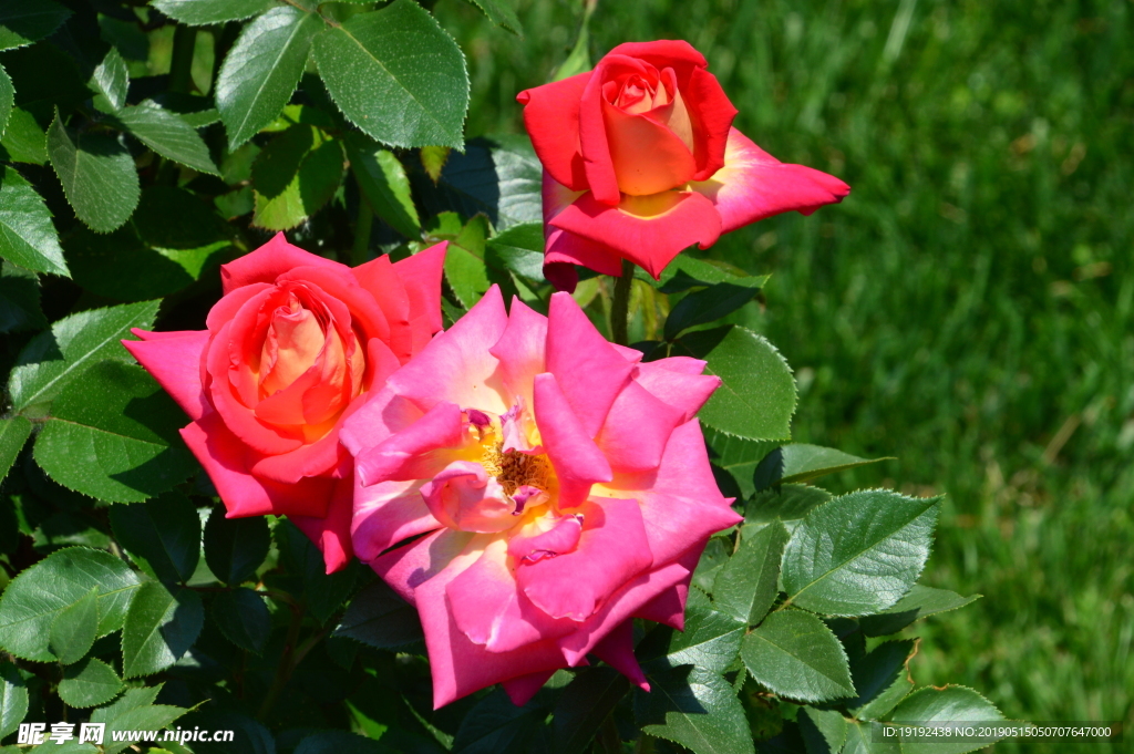 月季花