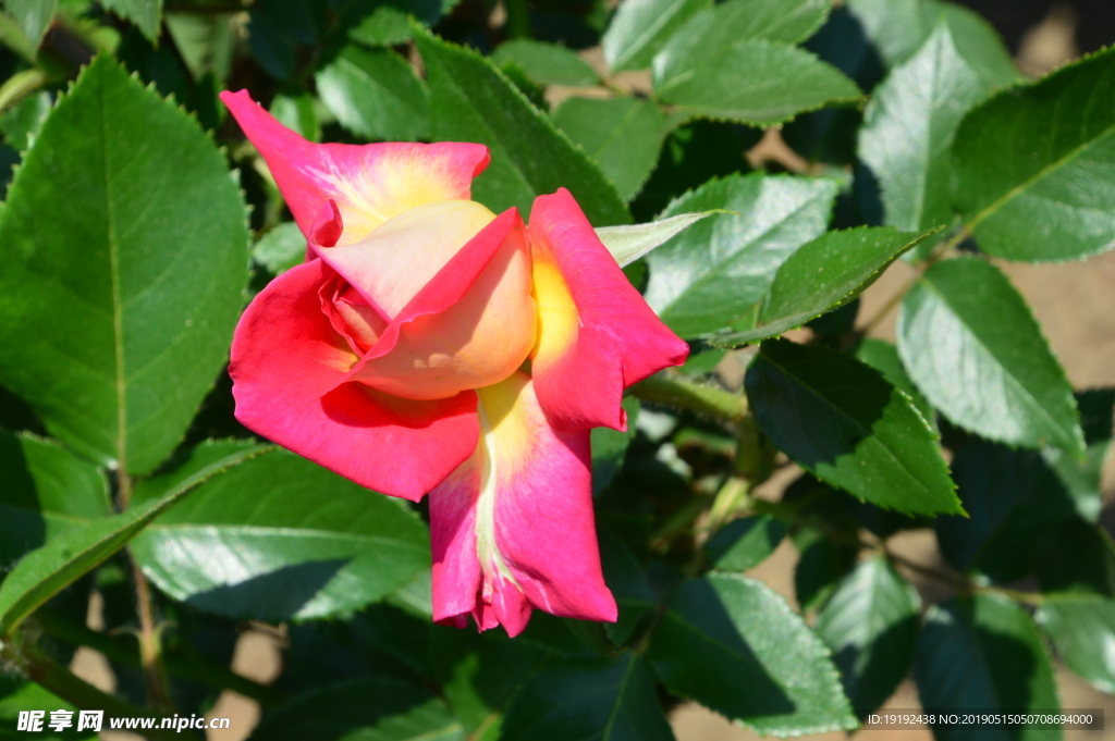 月季花