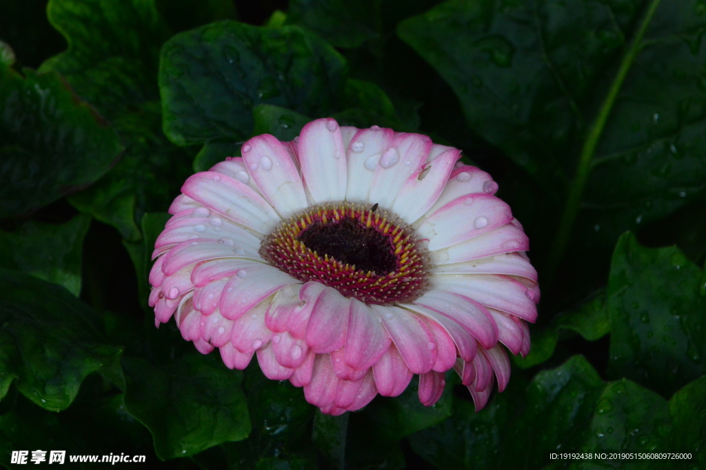非洲菊