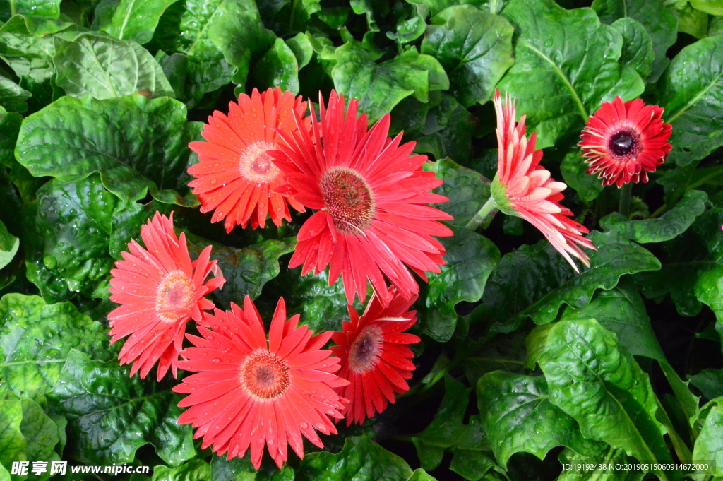 非洲菊