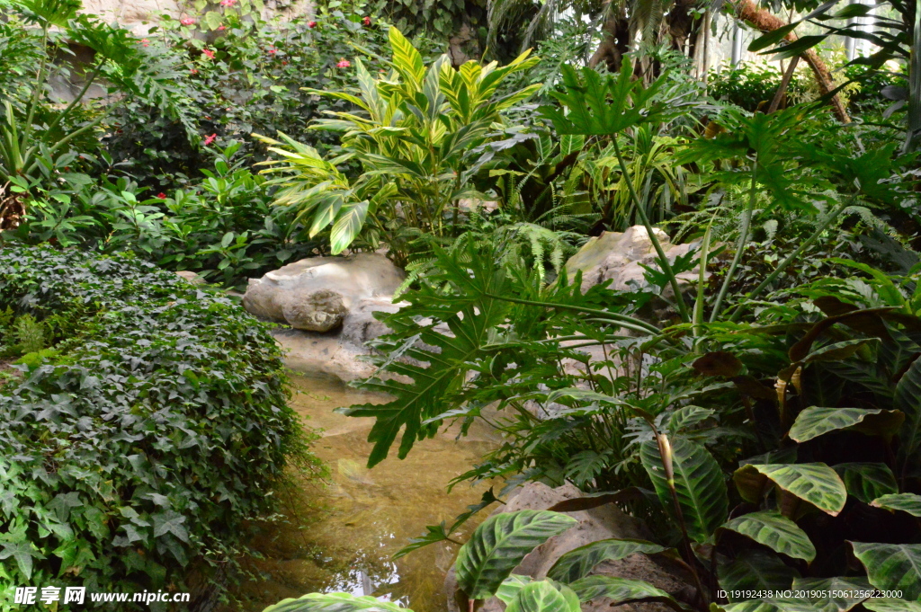 观叶植物