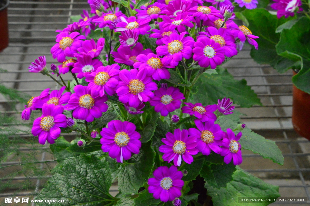 瓜叶菊
