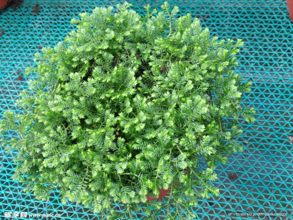 观叶植物
