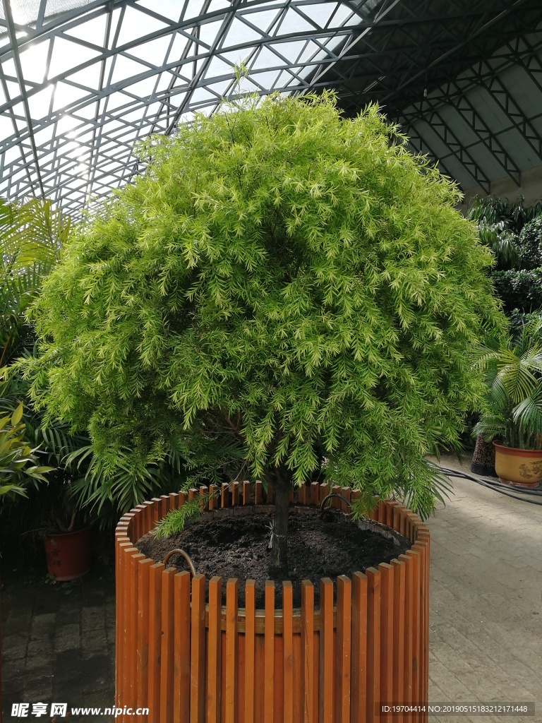 黄金香柳