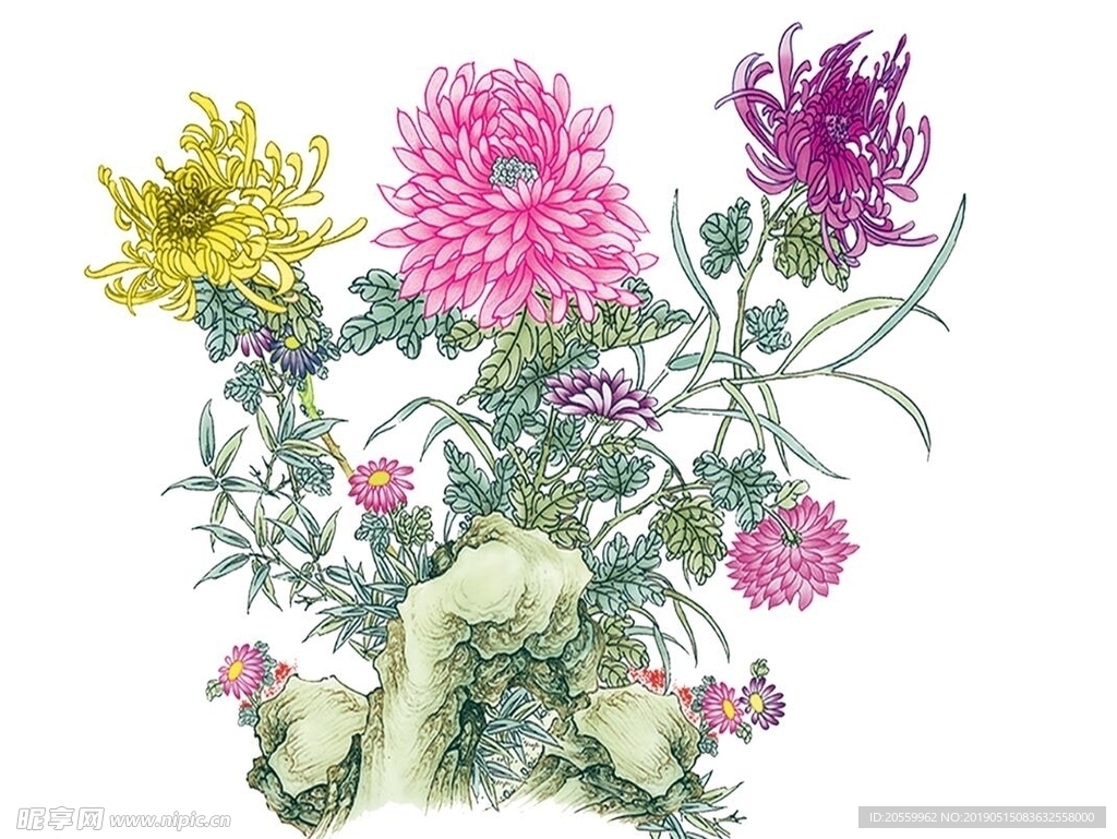 菊花