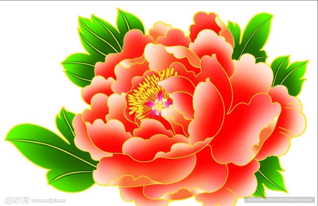 牡丹花