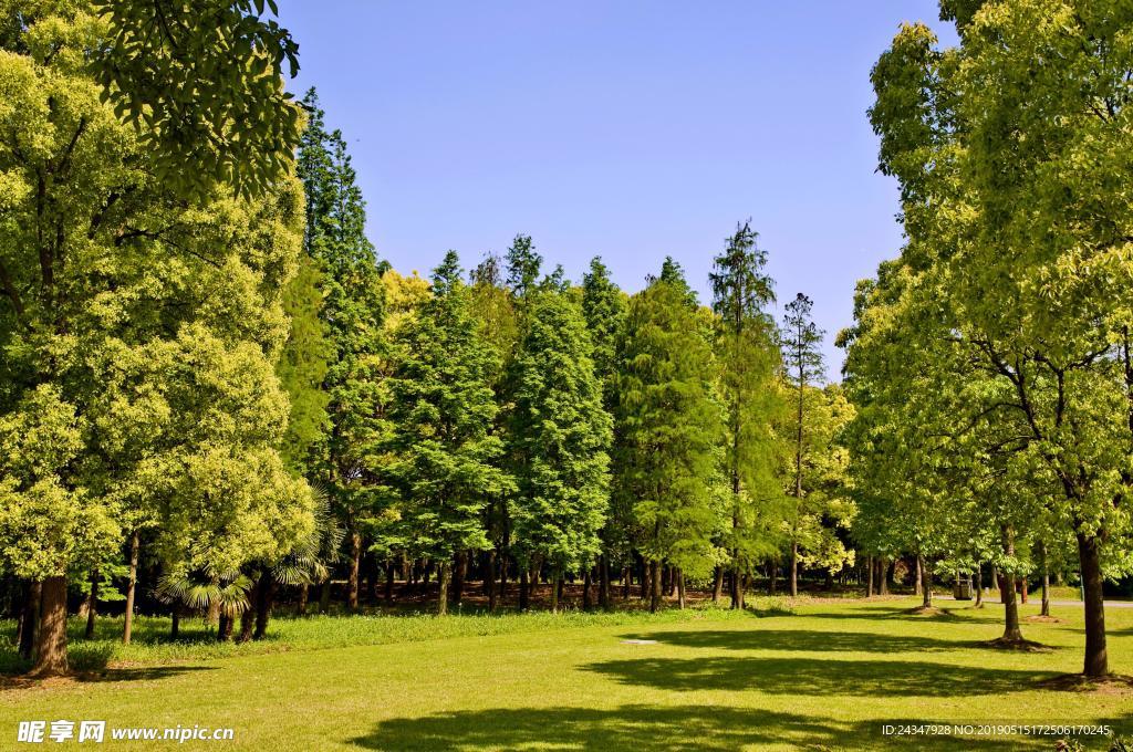 森林 木材 木头 树林 绿色