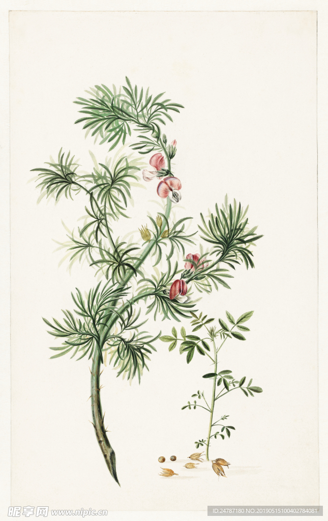 手绘花草