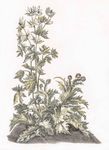 蓟野生植物