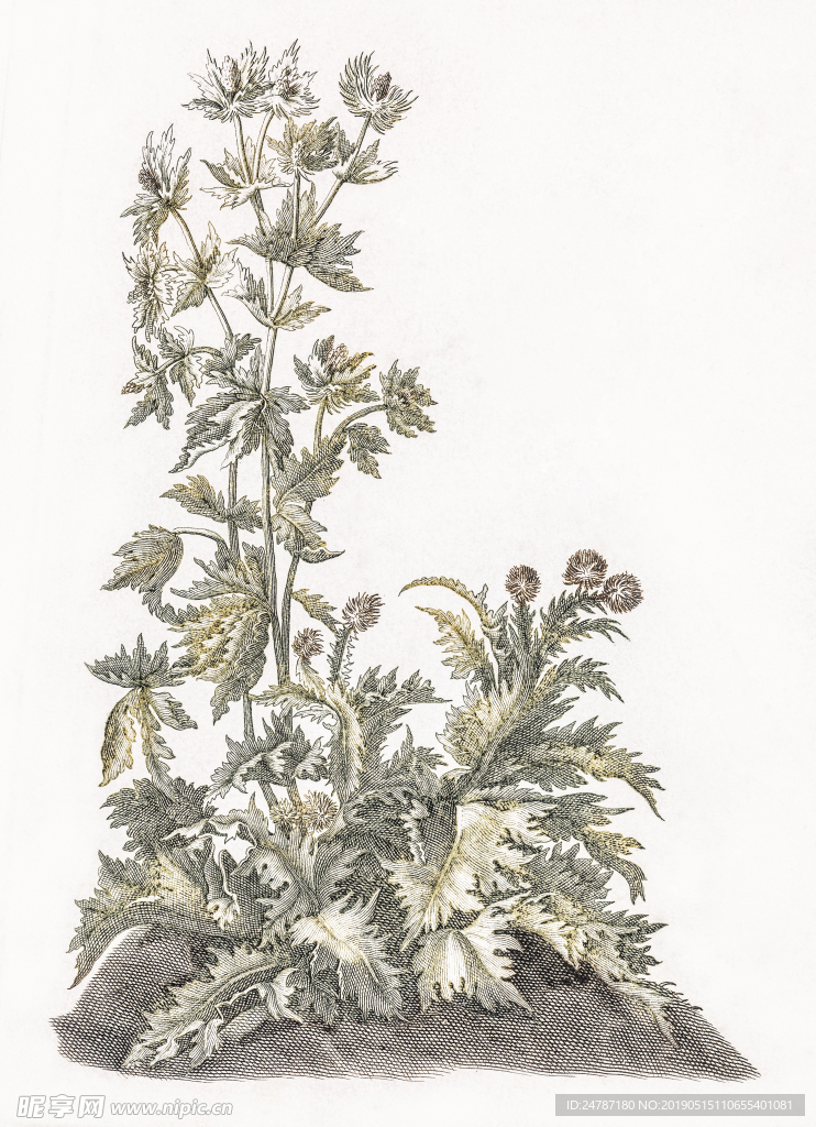 蓟野生植物
