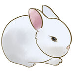 兔子