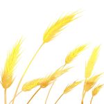 麦子