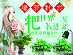 绿萝海报