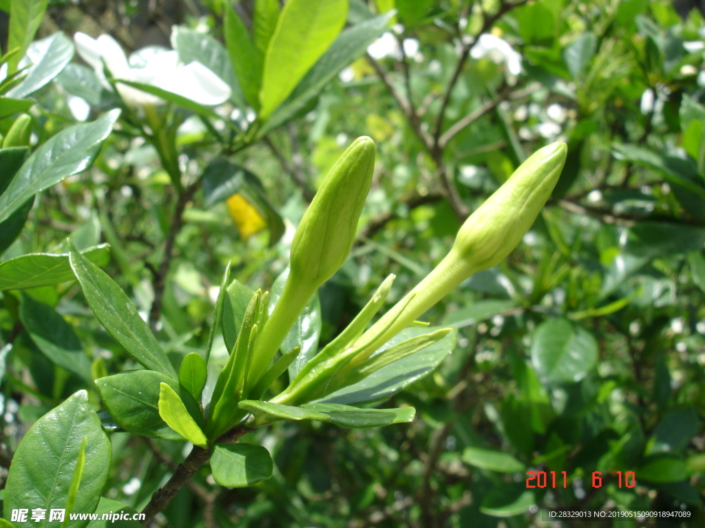 栀子花