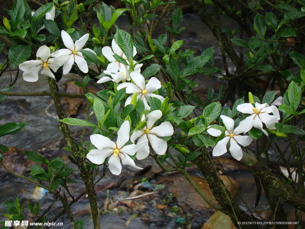 栀子花