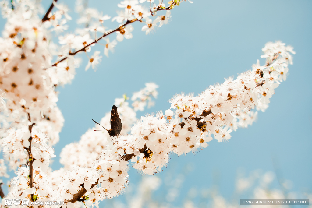梨花