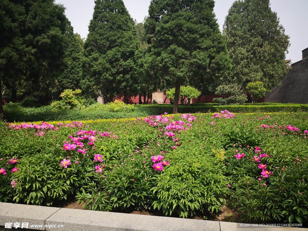 泰安 泰山 岱庙 芍药 粉红