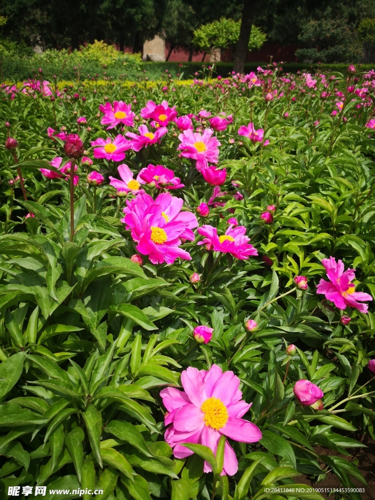 泰安 泰山 岱庙 芍药 粉红