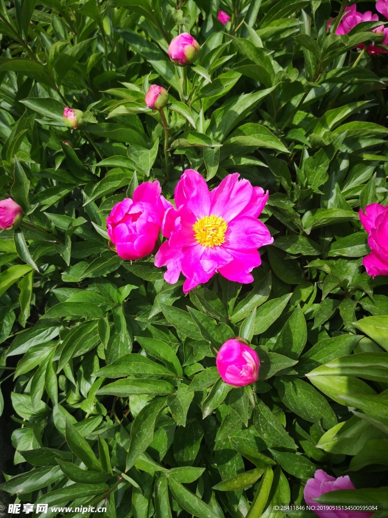 泰安 泰山 岱庙 芍药 粉红