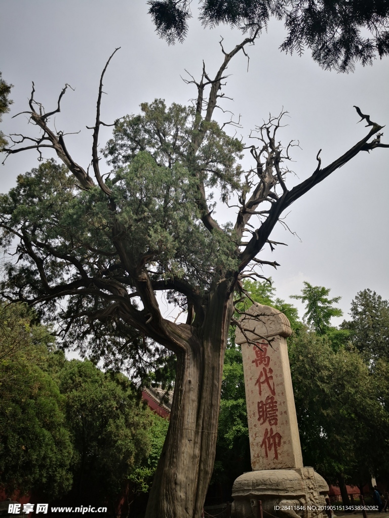 泰安 泰山 岱庙 汉柏 唐槐