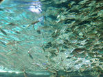 水族馆