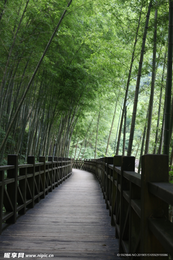 林间古道