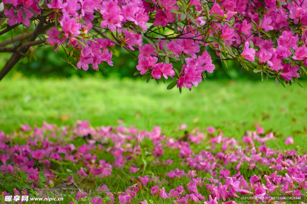 杜鹃花