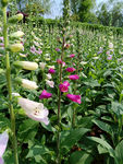 园林绿化花世界