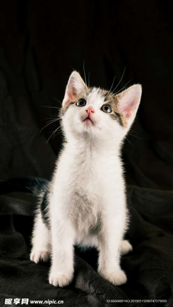 小猫