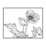 花卉