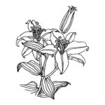 花卉