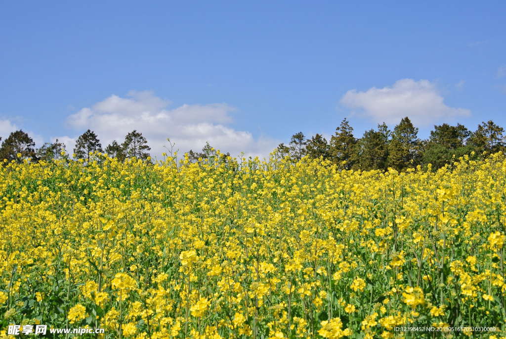 油菜花