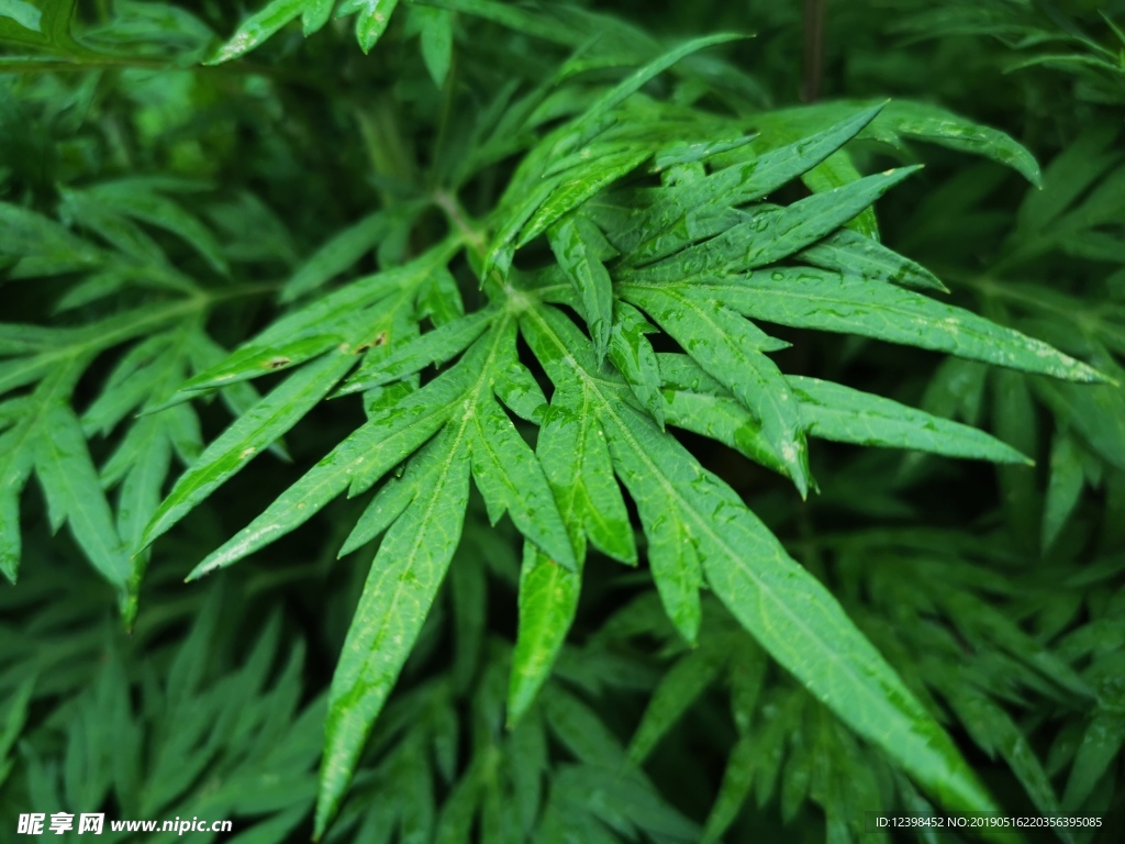 野草